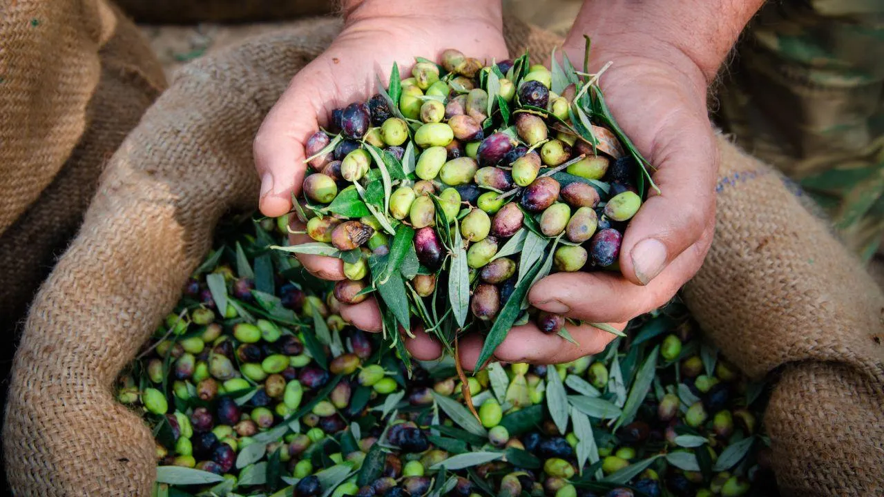 Zloději ukradli olivový olej v hodnotě 500.000 eur, cena "tekutého zlata" raketově vzrostla