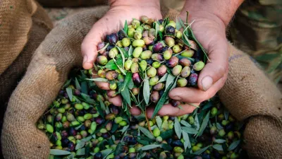 Zloději ukradli olivový olej v hodnotě 500.000 eur, cena 