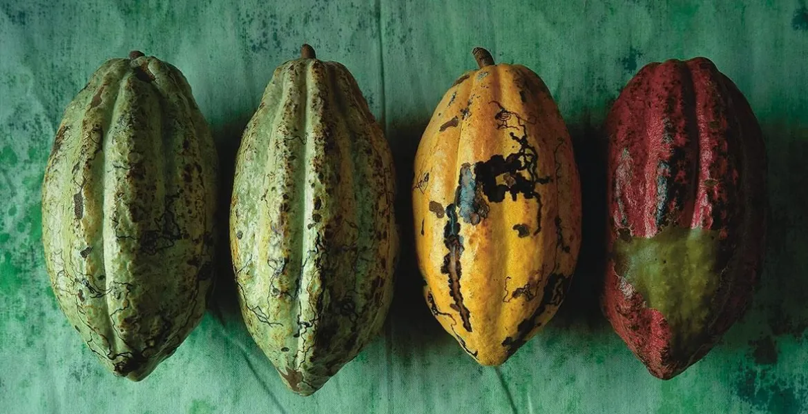 Kakaové plody z Bolívije