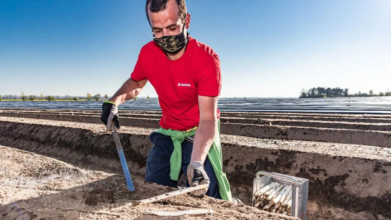 Ovoce a zelenina - základ dobré imunity