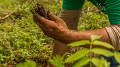 Les jedenáctkrát větší než Monako. Flor de Caña chce do roku 2025 vysadit více než milion stromů