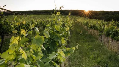 Dobrá Vinice představila svůj vlastní domácí hroznový sirup pekmez 