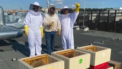 Včelaření v centru Prahy. Střecha pražského hotelu Marriott se stala domovem pro 90 tisíc včel