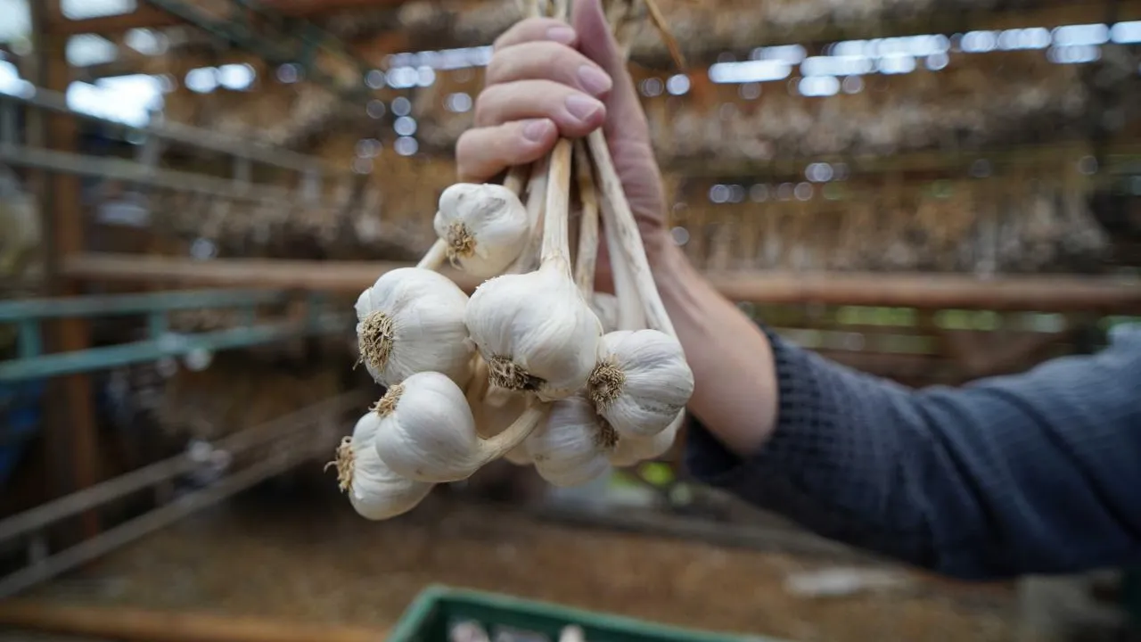 Návrat pravého českého česneku do gastra. makro ČR nabízí původní české odrůdy Bjetin a Slavin