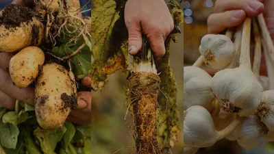 České Pole ve třetím roce: farmáři pěstují původní plodiny na více než 6 000 hektarech