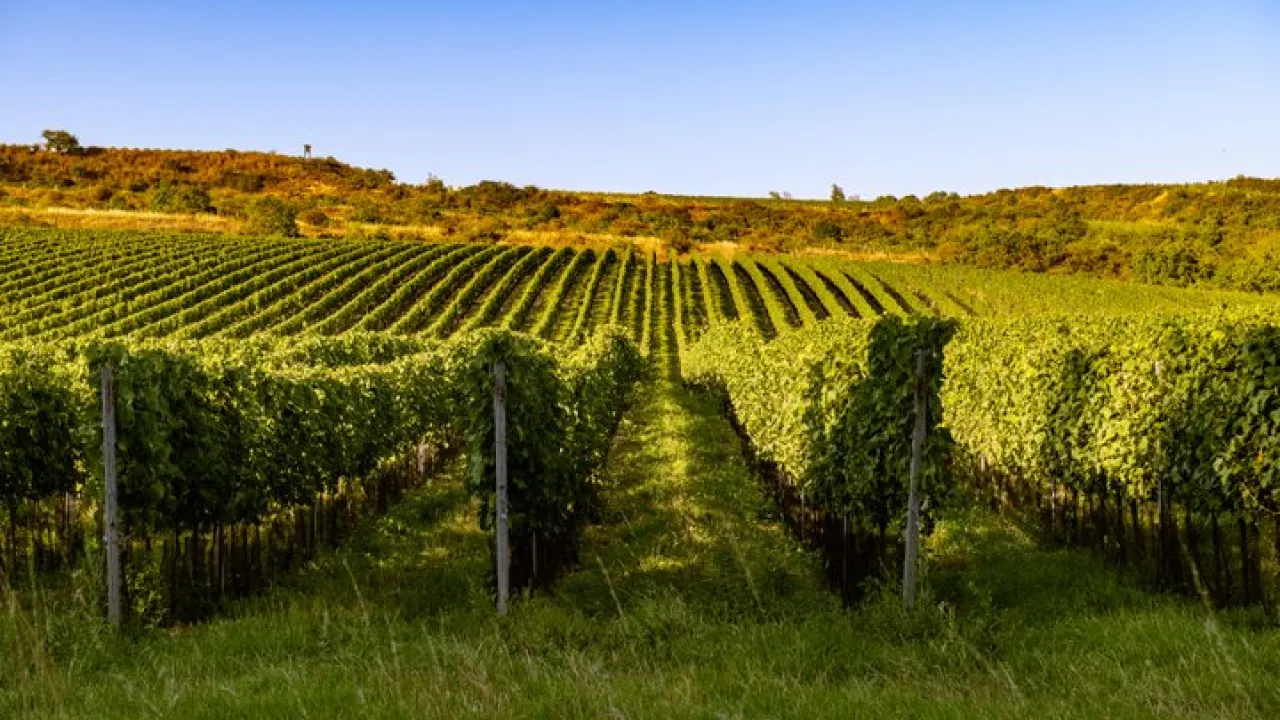 Znovín Znojmo má nového vlastníka. Český holding ZWG.WINE posiluje moravské značky