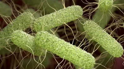 Vyšetřování salmonelózy v Británii se zaměřuje na gastro provozy a dodávky vajec