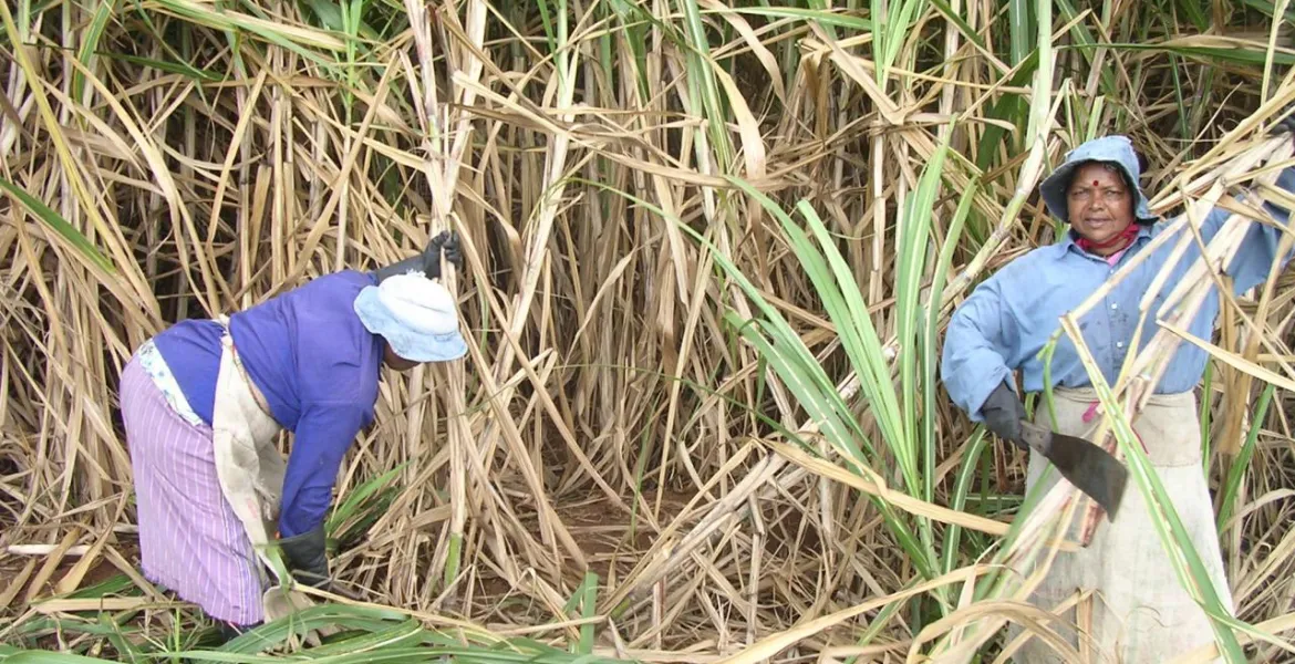 Dodnes se výroba rumu na Mauriciu provádí tradičním způsobem a na jejím začátku je samozřejmě cukrová třtina. | Foto: se svolením Warehouse #1