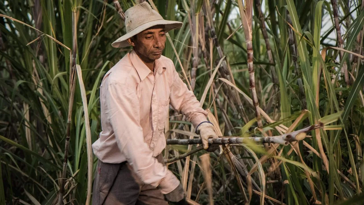 Rums from the Indian Ocean islands: the island of Réunion
