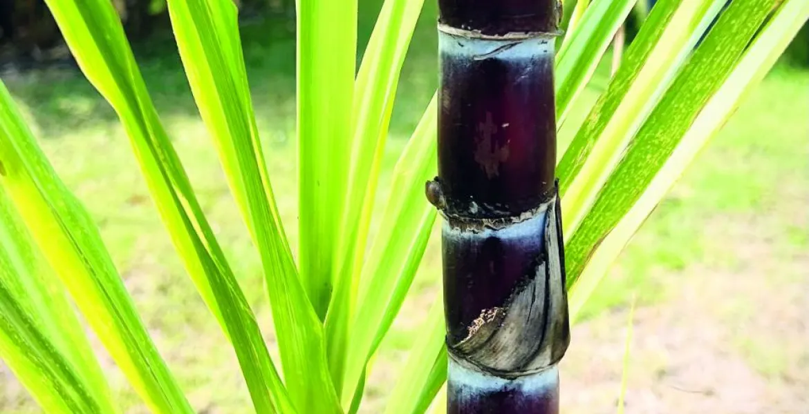 Cukrová třtina patří k nejdůležitějším surovinám pocházejícím z ostrova Madagaskar. | Foto: se svolením Ultra Premium Brands