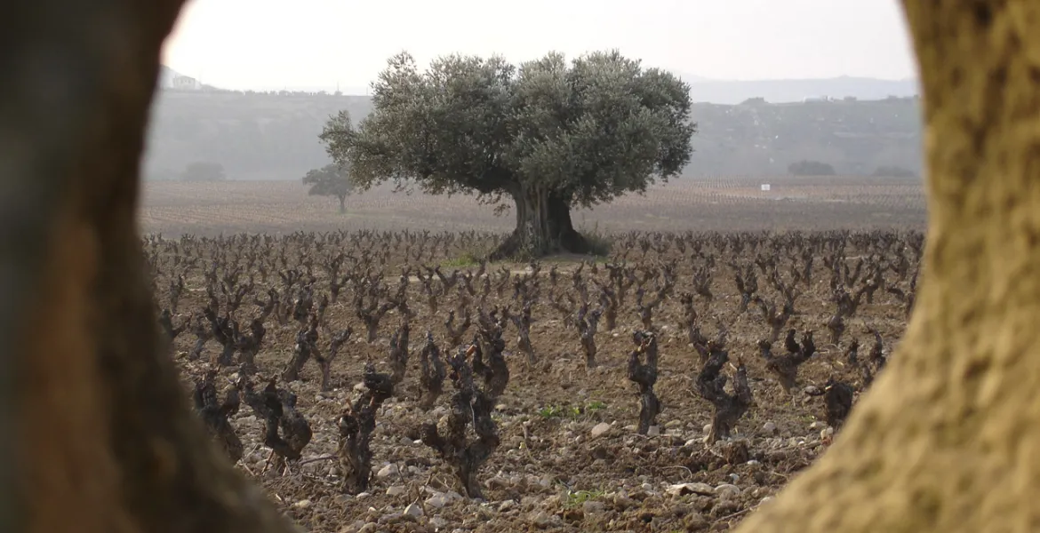 Rioja – cesta aristokratickými a moderními vinařstvími za unikátním vínem. | Foto: se svolením Premier Wines & Spirits