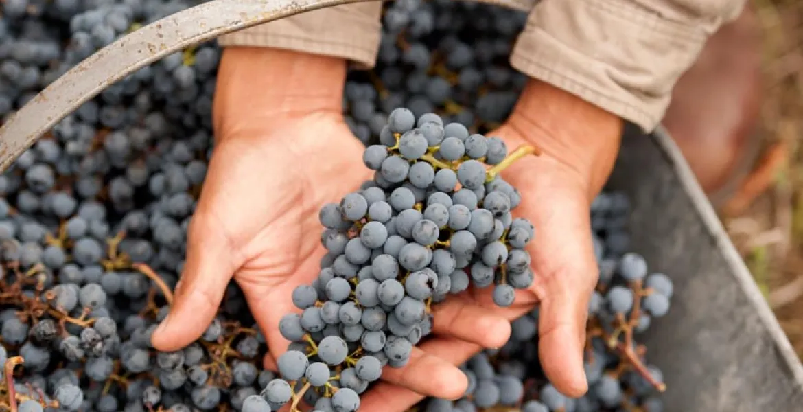 Celosvětový Malbec Day je za rohem. Jaké víno si k němu otevřít? | Foto: se svolením se svolením Premier Wines & Spirits