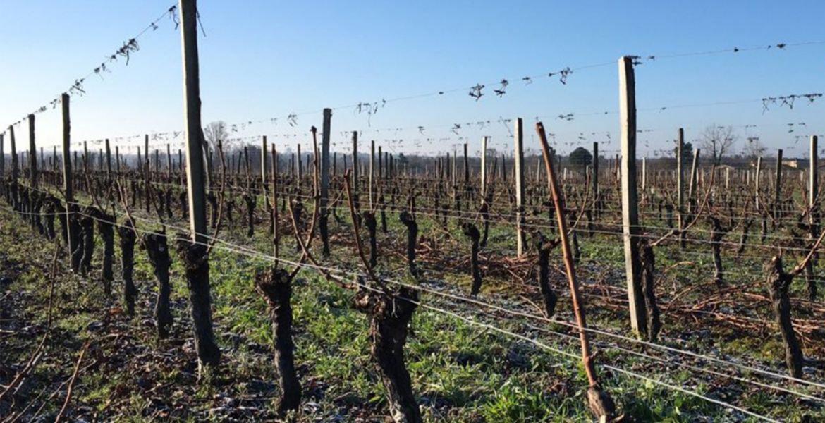 Přímo do srdce Côtes de Bordeaux. | Foto: se svolením Chateau Loumelat