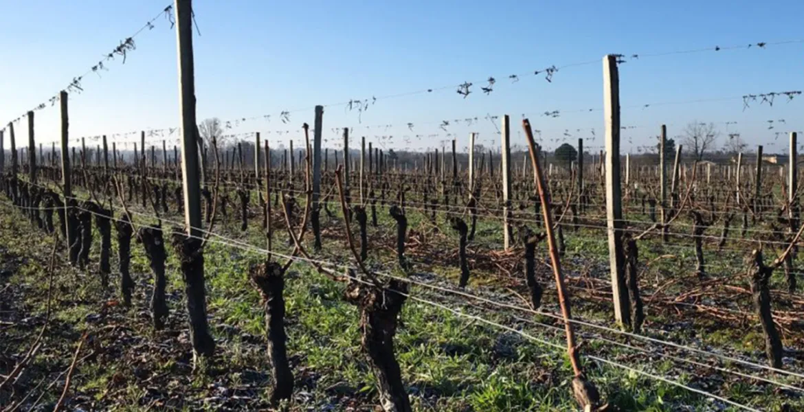 Přímo do srdce Côtes de Bordeaux. | Foto: se svolením Chateau Loumelat