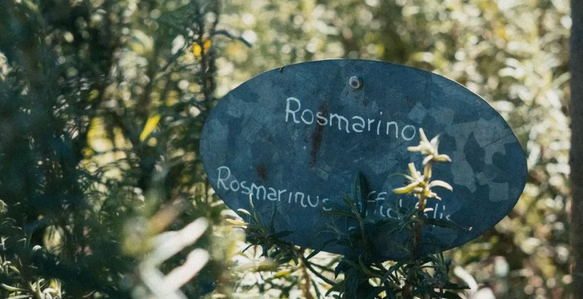 Jedinečné mikroklima regionu, který se nachází na pobřeží Ligurie, umožňuje celoroční růst bujné středomořské vegetace.  | Foto: se svolením Ultra Premium Brands