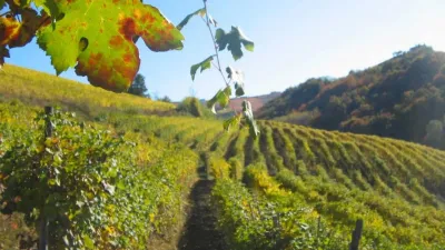 Vynikající Barbera a špičkové Barolo: Vinařství Giuseppe Principiano ve svých vínech pojí tradici a moderní přístup