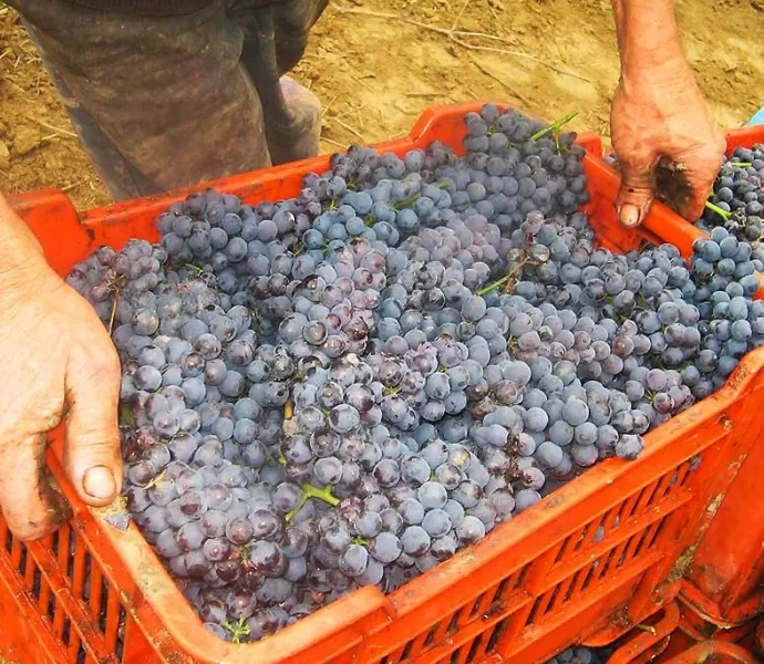 Vynikající Barbera a špičkové Barolo: Vinařství Giuseppe Principiano ve svých vínech pojí tradici a moderní přístup