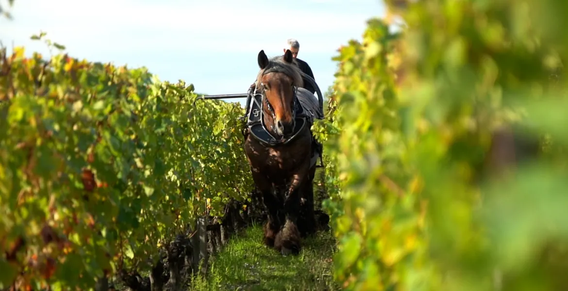 Když víno potká haute cuisine: Premier Wines přináší vína Bernarda Magreze, dvorního vinaře Joëla Robuchona. | Foto: se svolením vinařství