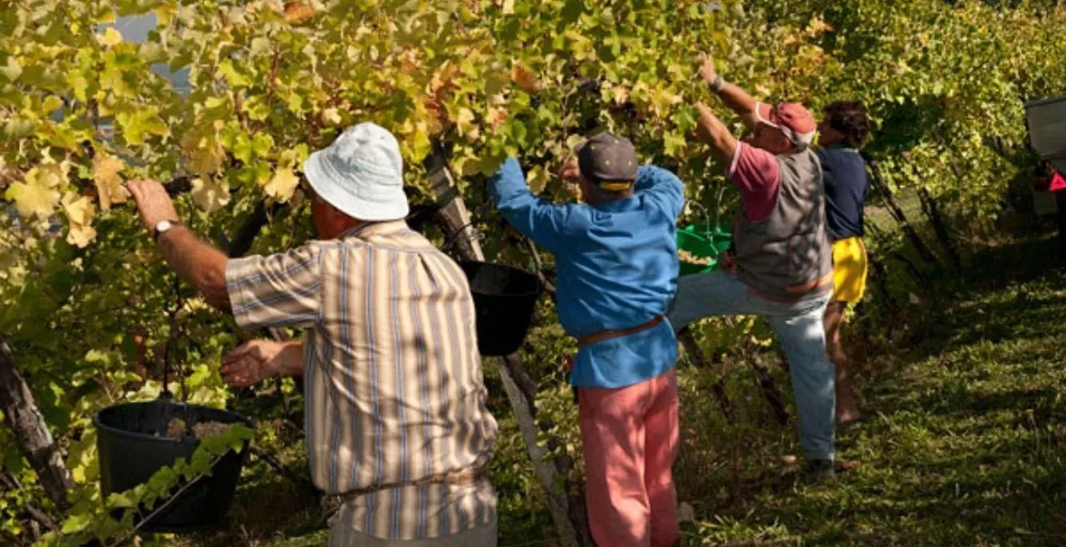 Ruční sklizen hroznů | Foto: se svolením Balsamico.farm