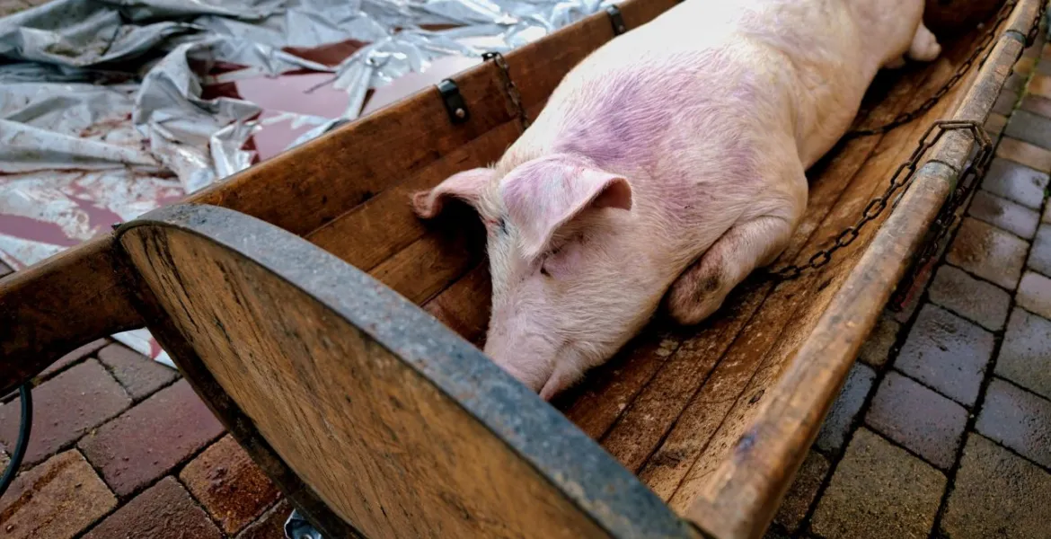 U zabíjačky se silné prodeje očekávají. Pozn. prase mělo zlomenou nohu!